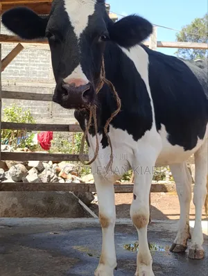 Friesian Heifer for Sale - Incalf