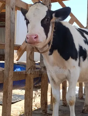 Ng'ombe wa Holstein kwa Uuzaji