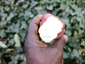 Mizizi ya Viazi Tamu ya Marekani (Rangi ya Chungwa)