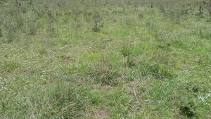 1/2 Acre Prime Land for Sale in Ongata Rongai, Maasai Lodge