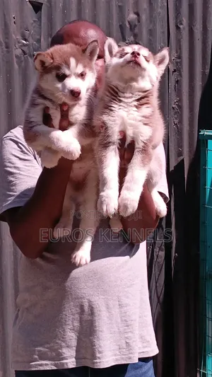 Female Purebred Siberian Husky Puppy (1-3 Months)