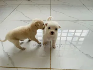 Purebred Chihuahua Puppy - 1-3 Months Old