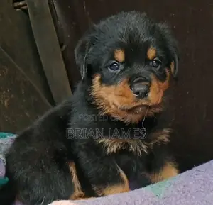 Rottweiler Kike Mchanga (Miezi 1-3)