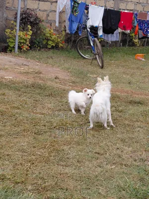 Mbwa wa Kijapani Spitz Mzuri - Kiume Mwenye Miezi 3-6