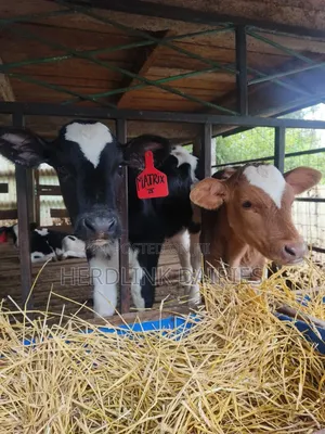 Pedigree Weaner Calves - 4 Months Old