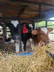 Pedigree Weaner Calves - 4 Months Old - 1