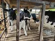 Pedigree Weaner Calves - 4 Months Old - 2