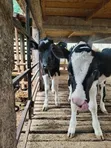 Pedigree Weaner Calves - 4 Months Old - 3