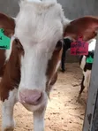 Pedigree Weaner Calves - 4 Months Old - 4