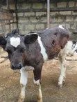 Pedigree Weaner Calves - 4 Months Old - 5
