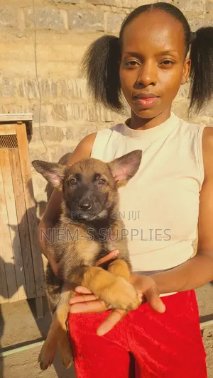 Mbwa Mchanga wa Kiume wa Belgian Malinois Safi wa Miezi 1-3