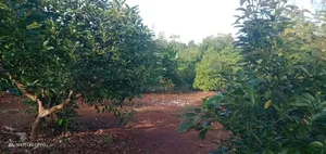 Shamba la Parachichi Linauzwa - Eka 5, Kiagu