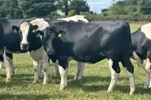 Ng'ombe wa Friesian wa Kuuzwa