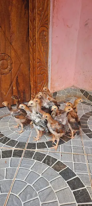 Kuchi Chicks