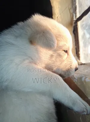 Male Great Pyrenees Mix Puppy (1-3 Months)