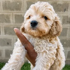 Kinda wa Kike wa Cockapoo Safi (Miezi 1-3)