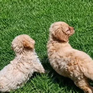 Male Purebred Cockapoo Puppy (1-3 Months)