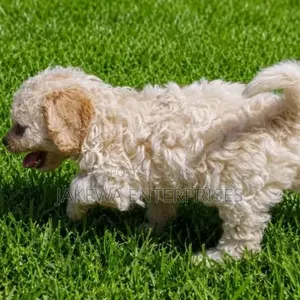 Female Purebred Cockapoo Puppy (1-3 Months)
