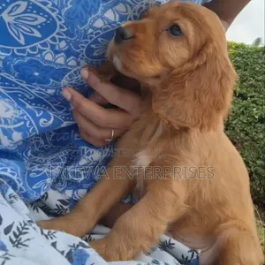 Female Purebred Cocker Spaniel Puppy (1-3 Months)
