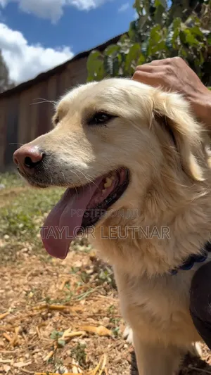 Mbwa Mzuri wa Dhahabu (Golden Retriever) - Miaka 2