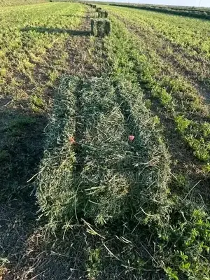 Malisho ya Alfalfa/Lucerne - Chakula cha Mifugo Chenye Protini nyingi
