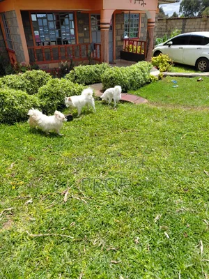 Purebred Japanese Spitz - 6-12 Months Male