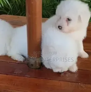 1-3 Month Male Purebred Havanese Puppy