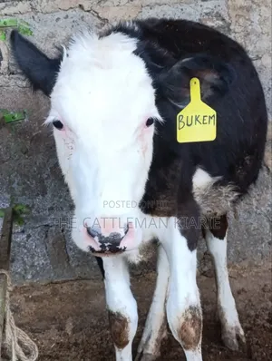 Fleckvieh Heifer Safi ya Kuuzwa