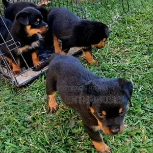 Purebred Rottweiler Puppy, 1-3 Months Old