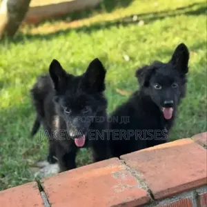 Mbwa Mwana wa German Shepherd Safi - Miezi 1-3 Jike