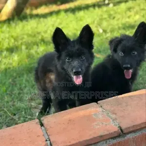 Mbwa wa Kike wa Kijerumani Mweupe wa Miezi 1-3