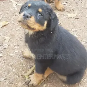 Female Purebred Rottweiler Puppy (1-3 Months)