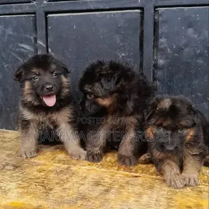 Mbwa Mwana wa German Shepherd Mwenye Usafi, Kiume, Miezi 1-3