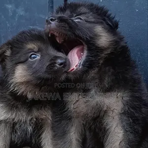 Mbwa wa Kike wa Kijerumani Mzaliwa Safi, Miezi 1-3