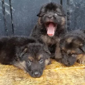 Mbwa wa Kijerumani Mwenye Usafi, Kiume, Miezi 1-3