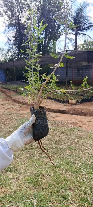 Miti Midogo ya Frankincense (Boswellia Neglecta) - 10 kwa Agizo