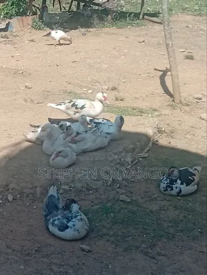 Narragansett Turkeys & Muscovy Ducks