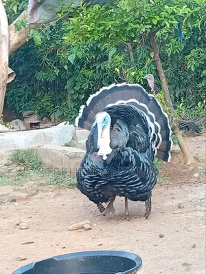 Narragansett Turkeys & Muscovy Ducks