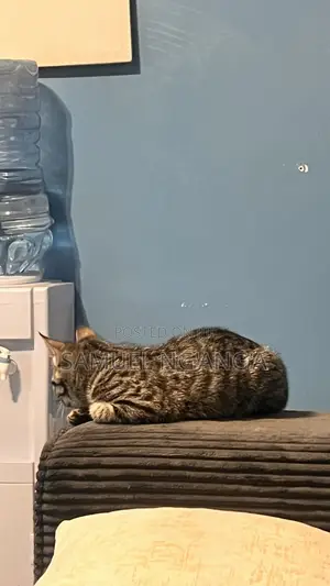 Female Mixed Breed American Shorthair Kitten