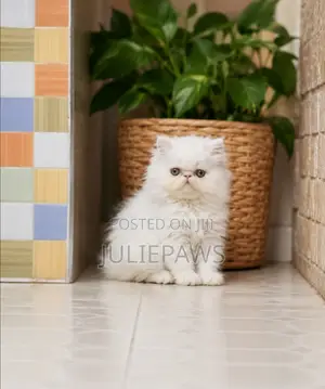 Kitten Mzazi wa Kiajemi - Miezi 1-3
