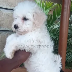 Mbwa Mchanga wa Havanese Mwenye Usafi, Kiume, Miezi 1-3
