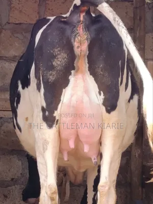 Ng'ombe wa Friesian - Mimba ya miezi 8.5