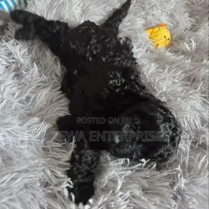 Kambeni Safi wa Kike wa Maltipoo (Miezi 1-3)
