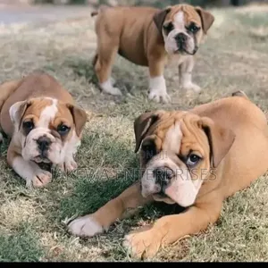 Mbwa Mzazi wa Bulldog (Miezi 1-3)