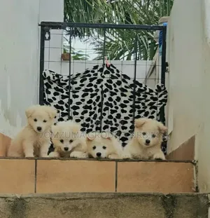 Female Japanese Spitz Puppy (1-3 Months)