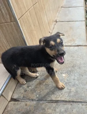Female Mixed Breed German Shepherd Puppy, 1-3 Months
