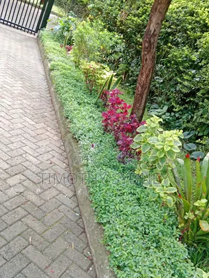Monifa Garden: Professional Lawn Mowing & Care
