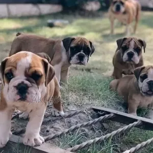 Purebred Bulldog Puppy - Kiume Miezi 1-3