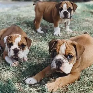 Mbwa Mzazi wa Bulldog - Miezi 1-3