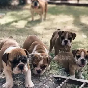 Mbwa Mzazi wa Bulldog - Miezi 1-3, Jike